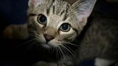 Víte, co vaše kočka dělá pro ochranu vás a vašeho domova?