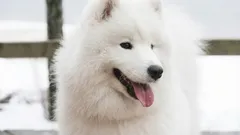 Jak přepočítat věk psa na lidské roky – a proč je to důležité