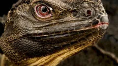 Věděli jste, že na Zemi skutečně existují „draci“ – a že mohou brzy zmizet?