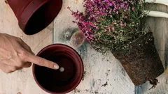 Proč je otvor na dně květináče klíčový pro zdraví pokojových rostlin