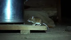 Jak ochránit dům a spíž před myšmi: účinné tipy