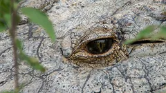 Nejstarší krokodýl na světě: Tak vypadá 124letý zázrak přírody jménem Henry